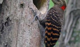 啄木鸟是益鸟还是害鸟（啄木鸟是森林医生还是森林杀手的有关讲解视…）