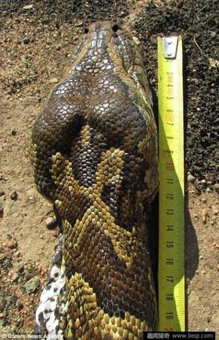 中国蟒蛇种类图片